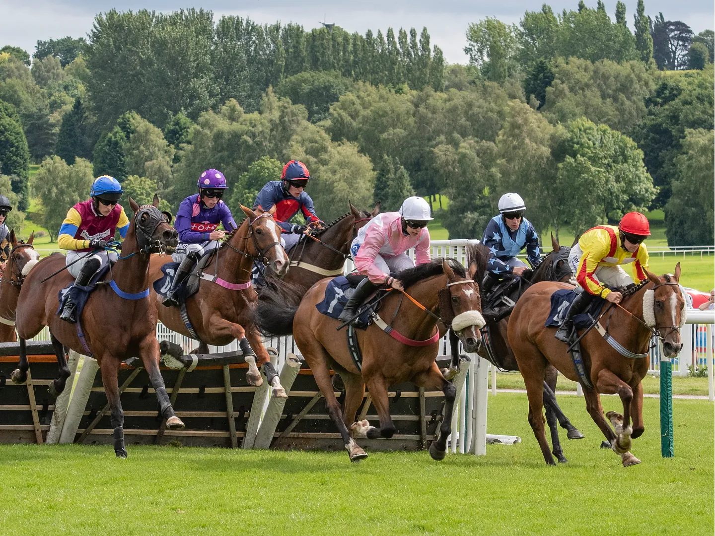 Horses jumping 
