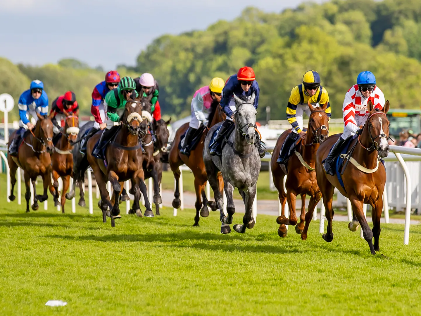 Horses running