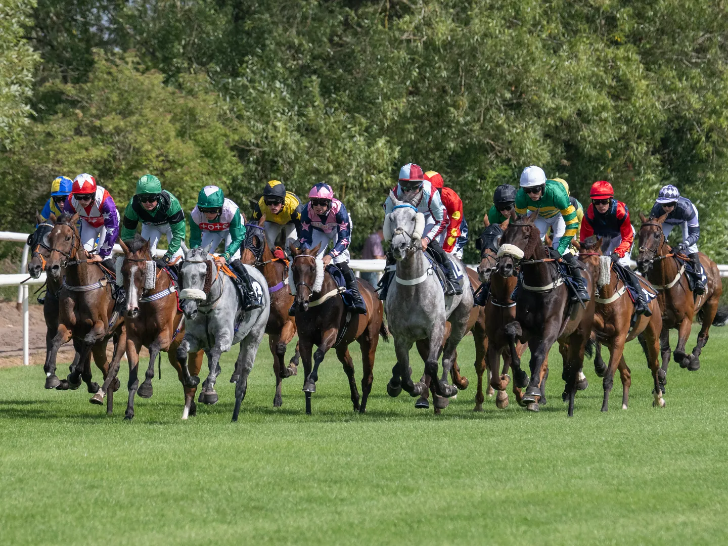 Horse Running