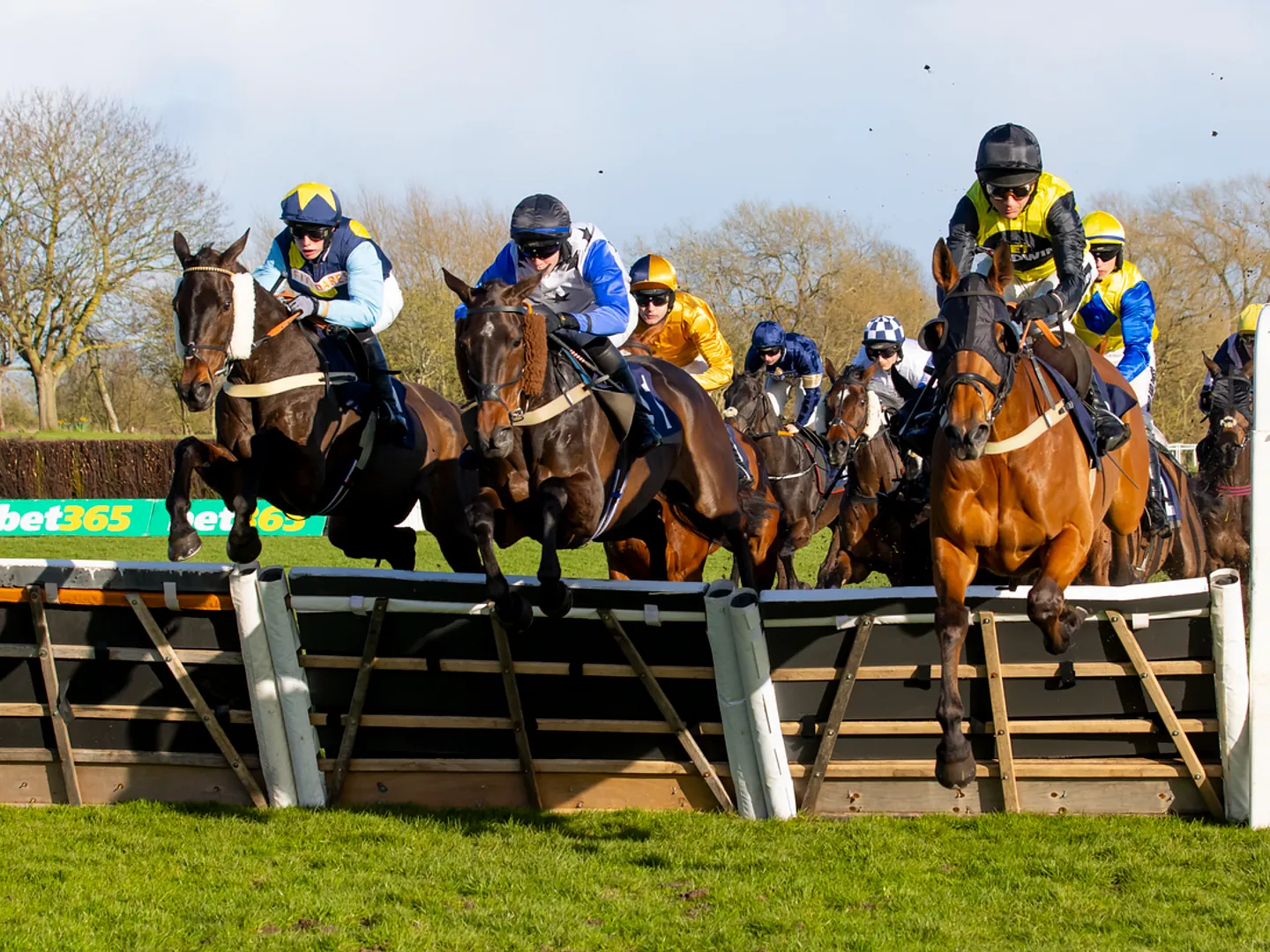 Horses Jumping 